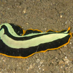 Pseudoceros dimidiatus