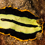 Pseudoceros dimidiatus