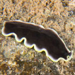 Pseudobiceros flavocanthus