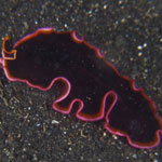 Pseudobiceros gloriosus