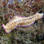 Pseudoceros goslineri