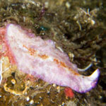 Pseudoceros goslineri