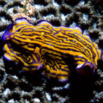 Pseudoceros gravieri