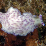 Pseudoceros laingensis