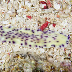 Pseudoceros laingensis