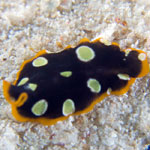 Pseudoceros scintillatus