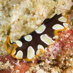 Pseudoceros scintillatus