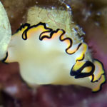 Pseudobiceros sp. 12
