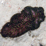 Pseudobiceros sp. 4