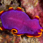 Pseudobiceros ferrugineus