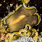 Pseudobiceros hancockanus