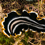 Pseudobiceros sp. 23