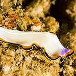 Pseudoceros bimarginatus
