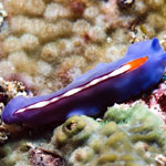 Pseudoceros liparus