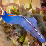 Pseudoceros liparus