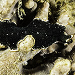Pseudoceros mossambicus