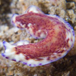 Pseudoceros sp. 35
