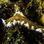 Pseudoceros sp. 35