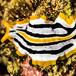 Pseudoceros liparus