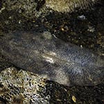 Unidentified sp. 16