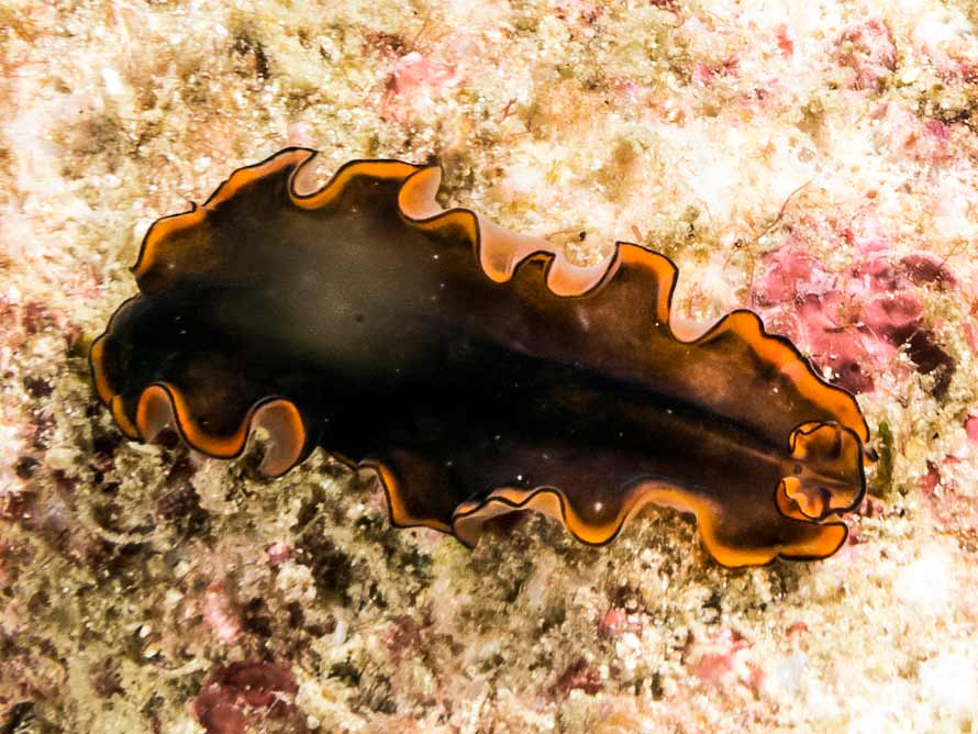Pseudobiceros gloriosus