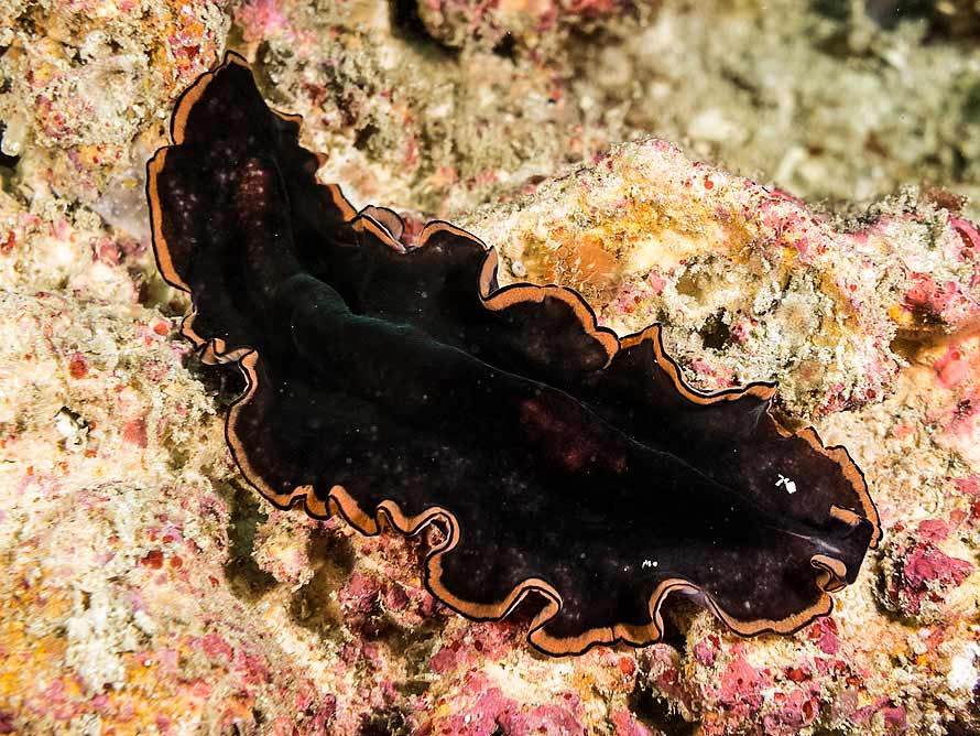 Pseudobiceros gloriosus