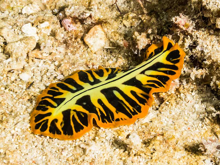 Pseudoceros dimidiatus