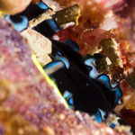 Pseudoceros caeruleocinctus