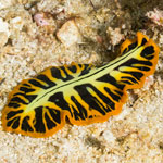 Pseudoceros dimidiatus