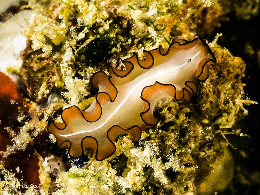 Nymphozoon orsaki