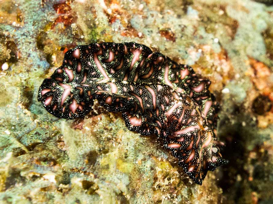 Pseudobiceros bedfordi