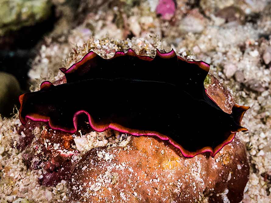 Pseudobiceros gloriosus