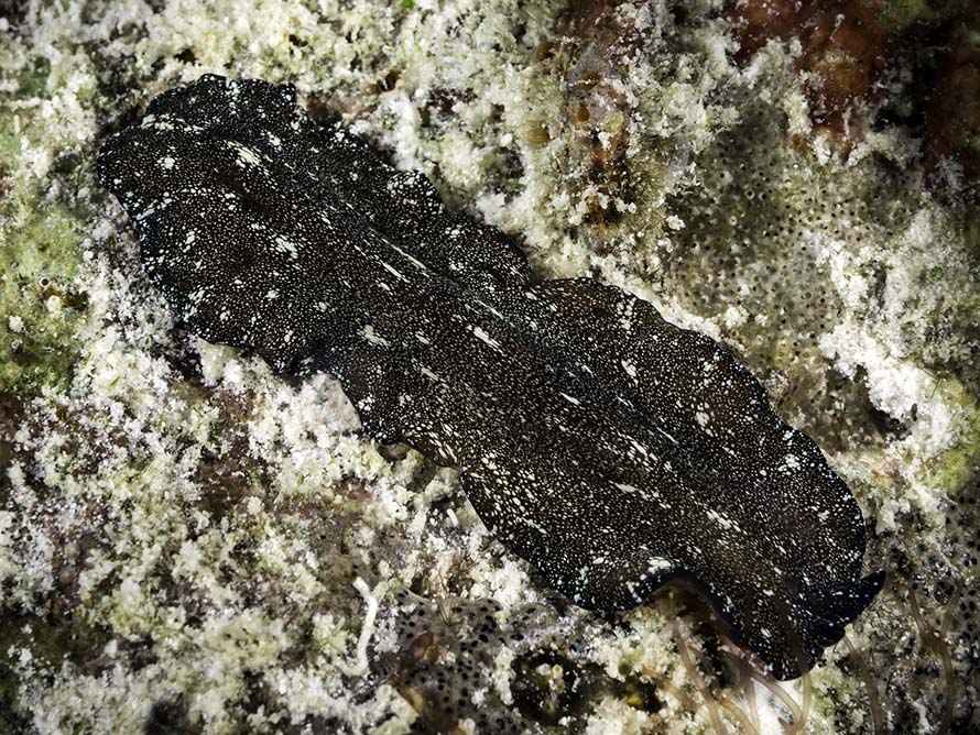 Pseudobiceros stellae