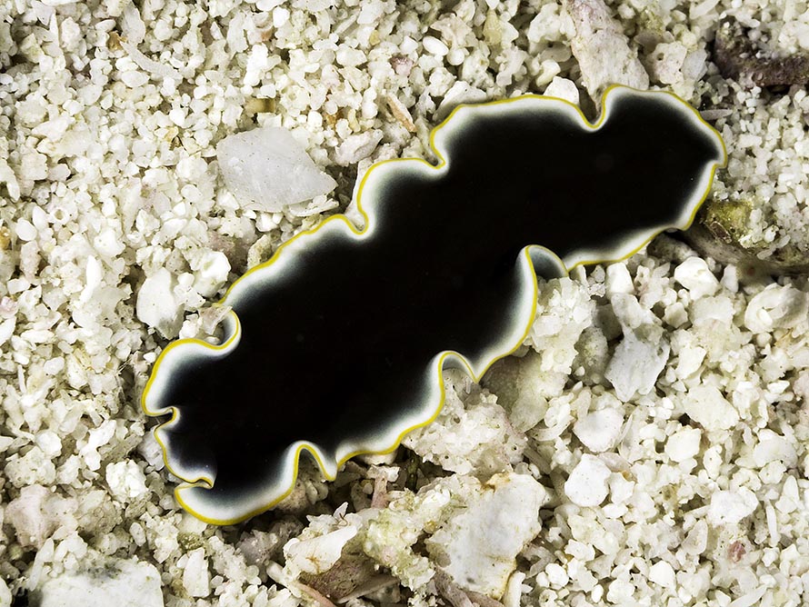 Pseudobiceros strigosus