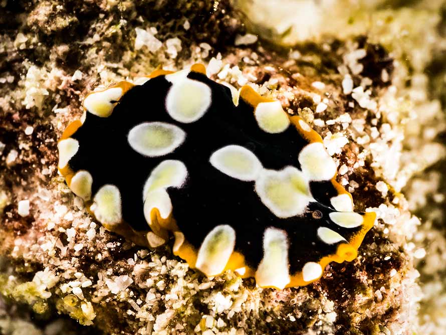 Pseudoceros scintillatus