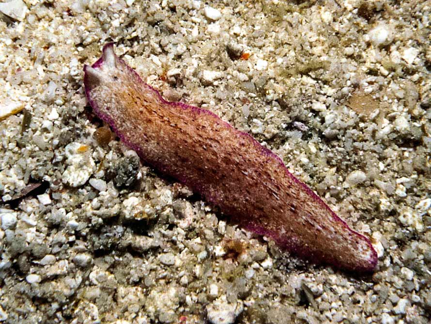 Pseudoceros goslineri