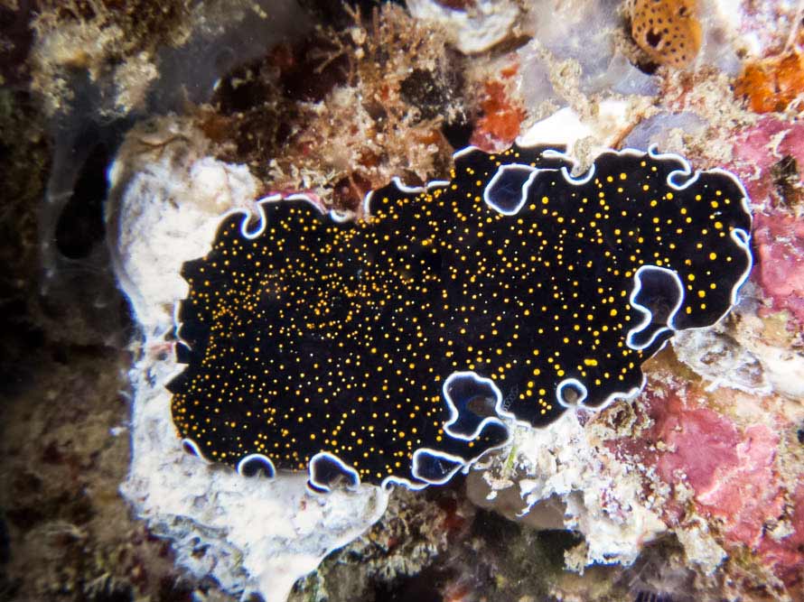 Thysanozoon nigropapillosum