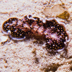 Acanthozoon sp.