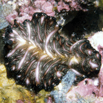 
Pseudobiceros bedfordi