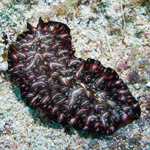 
Pseudobiceros bedfordi