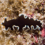 Pseudobiceros sp. 1