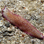 Pseudoceros goslineri