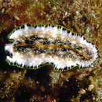 Pseudoceros leptostictus