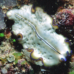 Pseudoceros monostichos