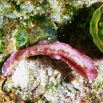 Pseudoceros sp.