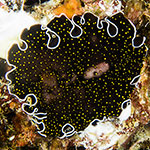 Thysanozoon nigropapillosum
