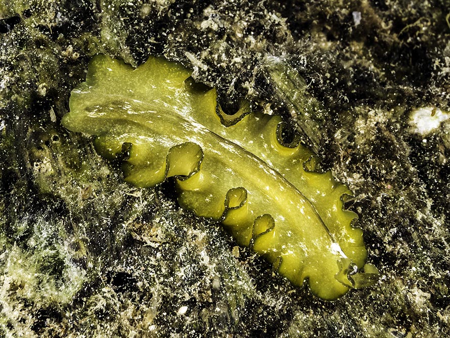 Pseudobiceros flowersi