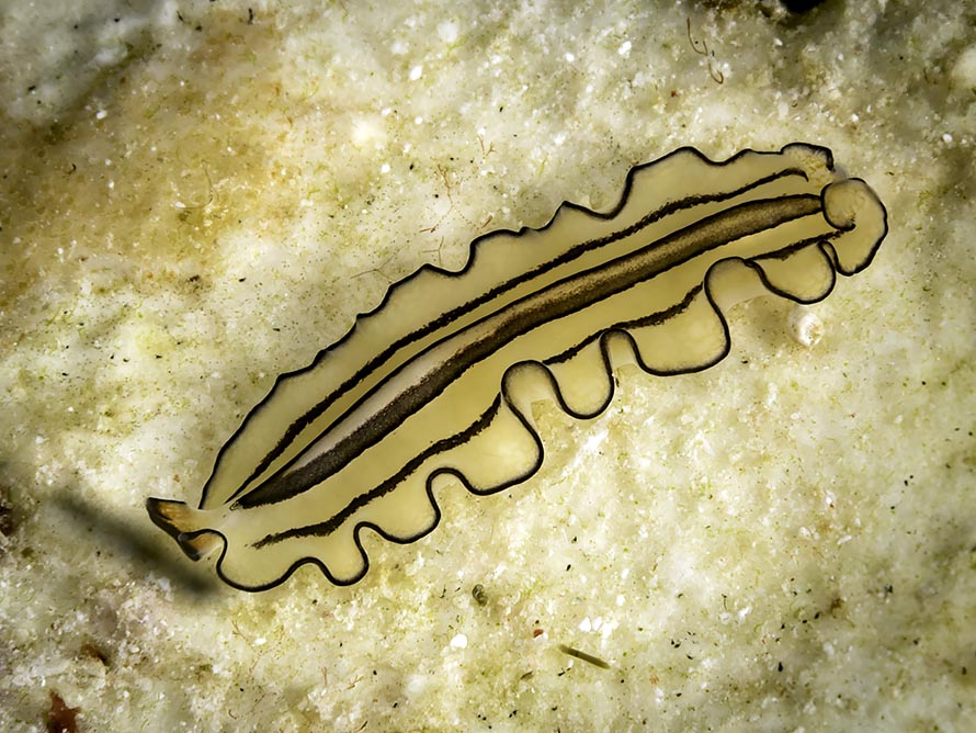 Pseudobiceros gratus