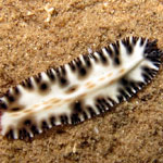 Maritigrella fuscapunctata