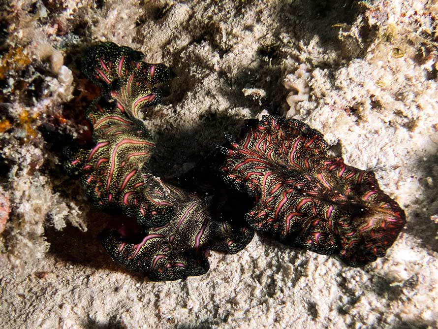 Pseudobiceros bedfordi